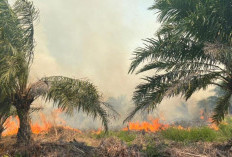 Sudah 305,4 Hektare Lahan di Sumsel Terbakar, Karhutlah Tertinggi Terjadi di Sini 