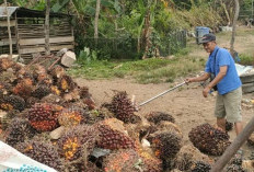 Petani Sawit Sumsel Sumringah, Harga TBS Nyaris Tembus Rp4.000 per Kg Pasca Lebaran