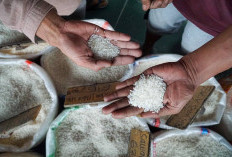 Stok Beras Sumsel Babel Capai 93 Ribu Ton, Bulog Pastikan Aman hingga Akhir Tahun 2026