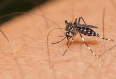 Waspada Puncak Kasus DBD di Bulan Februari, Palembang Mulai Pemantauan Aktif Vaksinasi Dengue