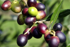 Ini Dia Buah Zaitun, Si Pelindung Kesehatan Tubuh dan Mental