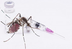 Ikut Vaksin DBD di Palembang Ortu Siswa Dapat Kompensasi Rp 350 Ribu