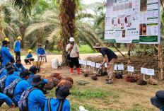 Petani Sawit OKU Belajar Kenali Benih Unggul, Cegah Salah Pilih Bibit