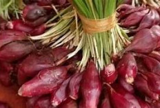 Bawang Dayak Bisa Turunkan Kolesterol dan Gula Darah, Apa Iya? Yuk Kenali Lebih Dekat