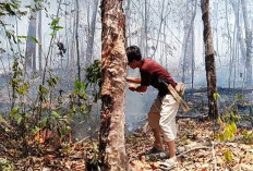 Ratusan Hektare Kebun Karet di Jerambah Besi Terbakar, Banyak Petani Menangis 