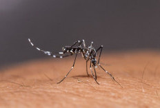 Waspada! Diperkirakan Puncak Kasus DBD di Sumsel Terjadi pada Januari-Februari