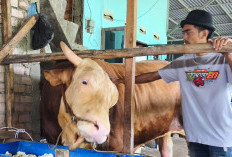 Presiden Prabowo Kurban di Palembang, Pilih Sapi Jenis Simminental Berbobot 1,18 Ton Bernama Arjuna