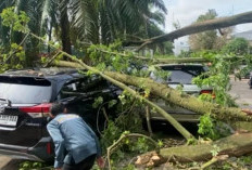 3 Mobil Hancur Tertimpa Pohon Tumbang di Kantor Camat Ilir Timur I Palembang