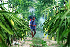 Dari Banyuwangi ke Pasar Lebih Luas, Petani Buah Naga Naik Kelas Berkat Program Klasterku Hidupku BRI